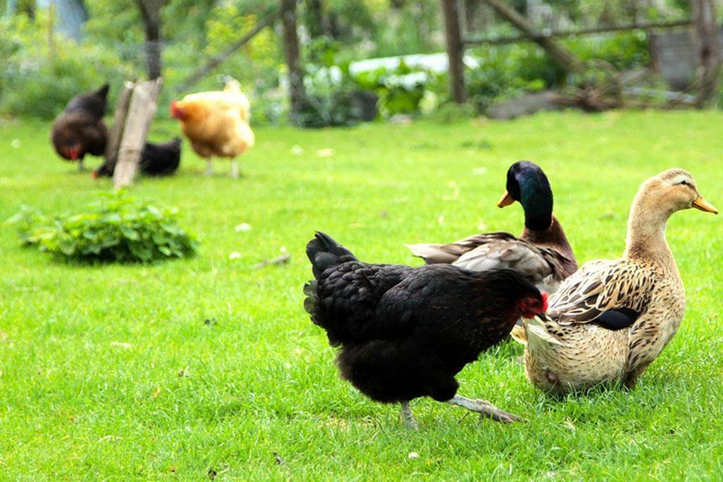 Gite De La Ferme De La Cote Les Damps Esterno foto